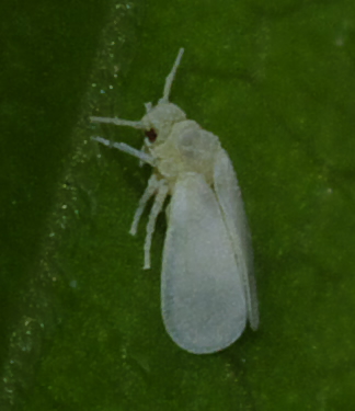 Insettini bianchi (Trialeurodes vaporariorum)